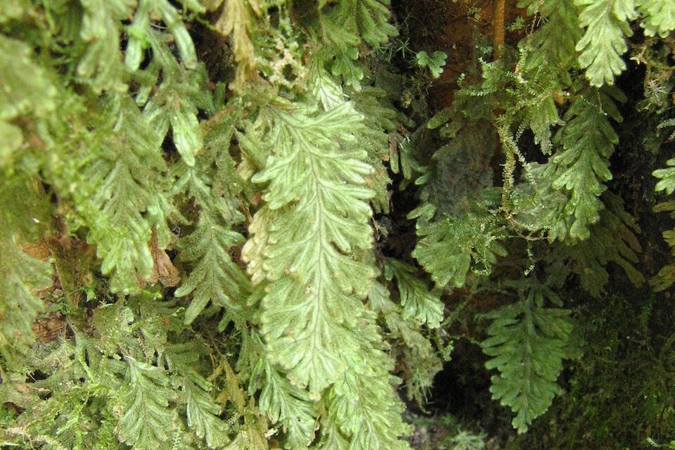 Hymenophyllum fragile