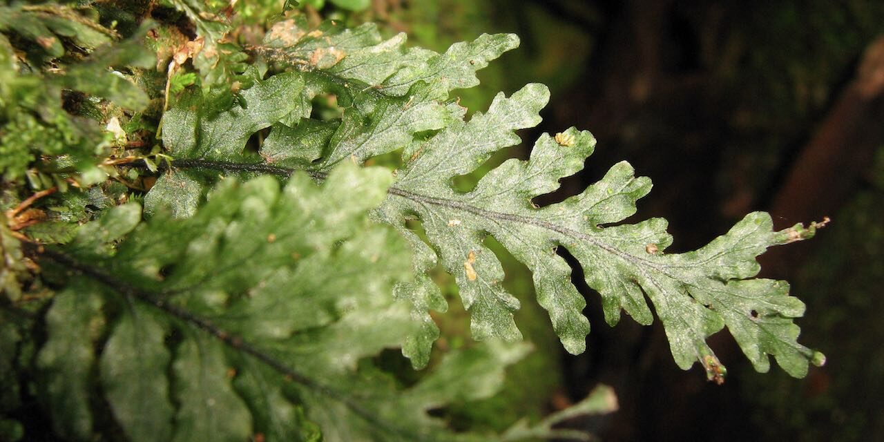 Didymoglossum reptans