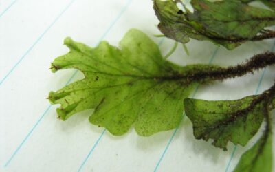 Didymoglossum ekmanii