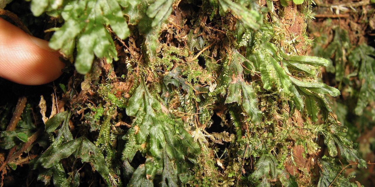 Hymenophyllum saenzianum