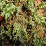 Hymenophyllum saenzianum