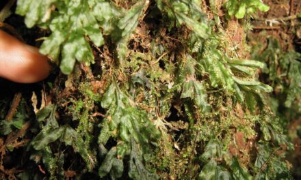 Hymenophyllum saenzianum