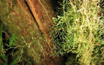 Polyphlebium capillaceum