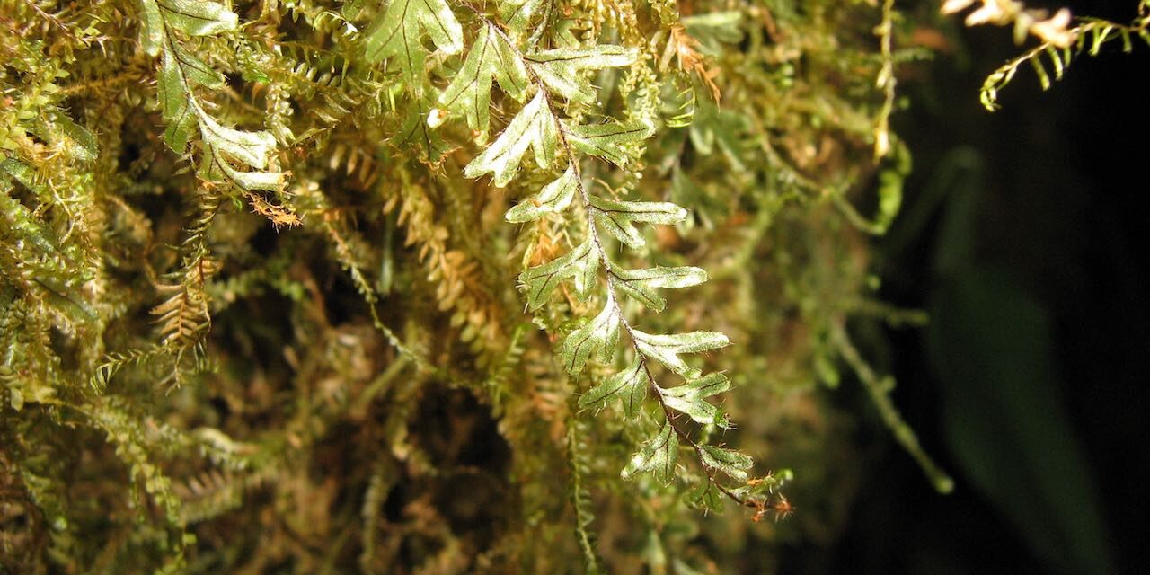 Hymenophyllum elegans