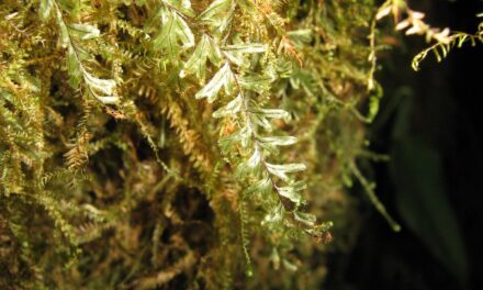 Hymenophyllum elegans