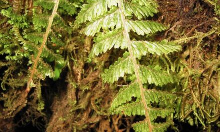 Hymenophyllum sieberi