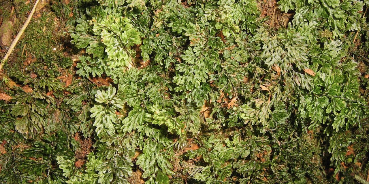 Hymenophyllum hirsutum