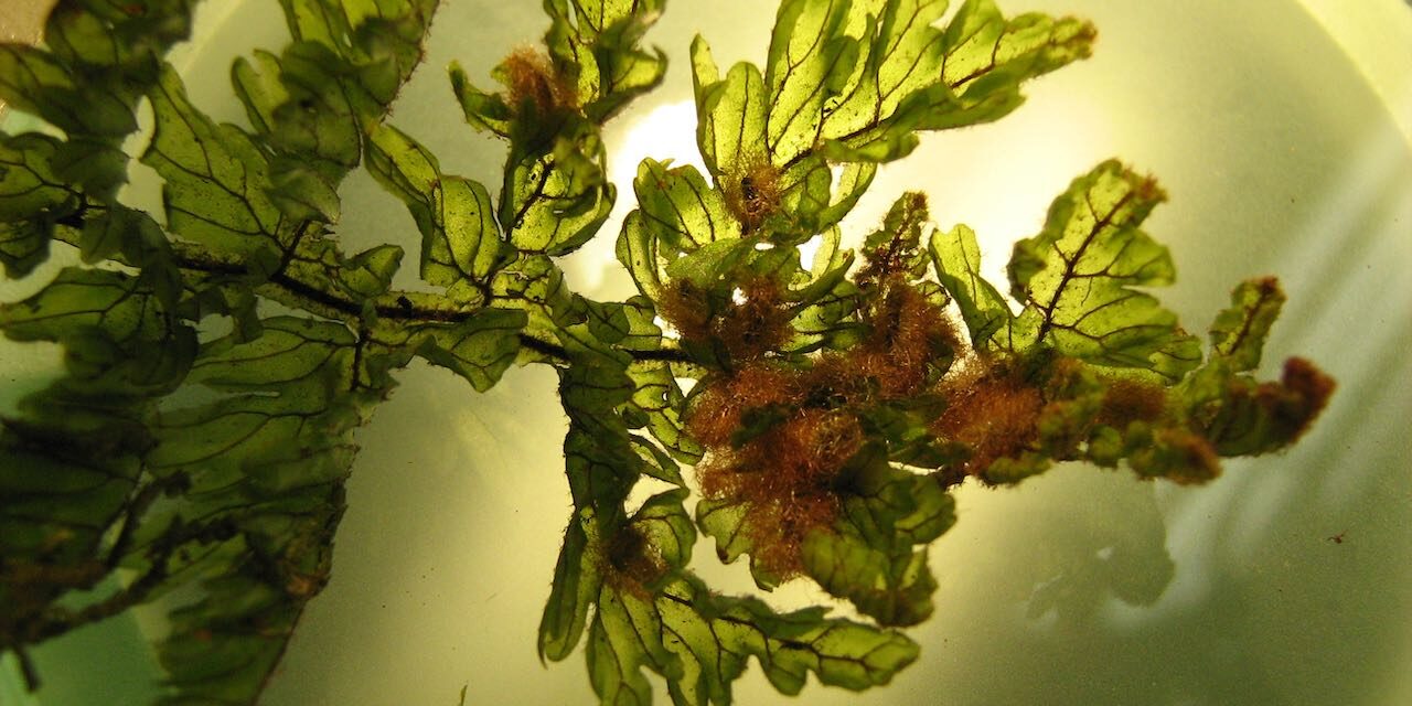 Hymenophyllum sieberi