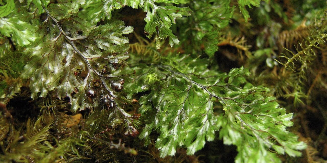 Hymenophyllum ectocarpon