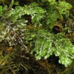 Hymenophyllum ectocarpon