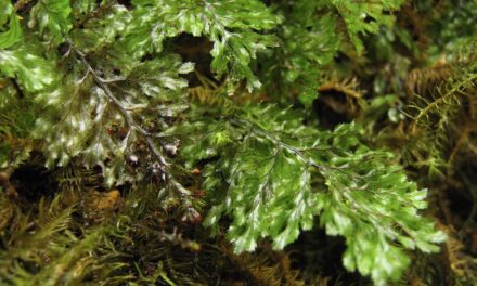 Hymenophyllum ectocarpon