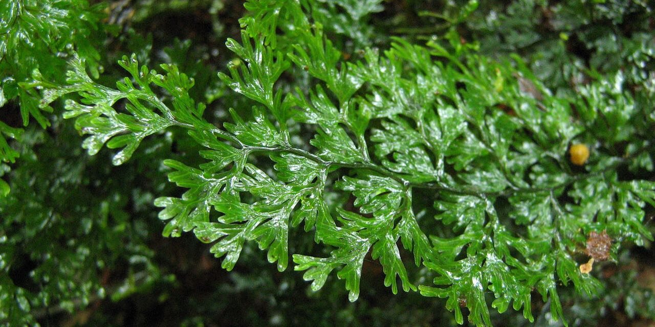 Hymenophyllum polyanthos