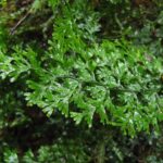 Hymenophyllum polyanthos