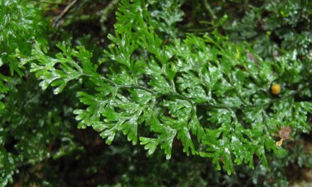 Hymenophyllum polyanthos