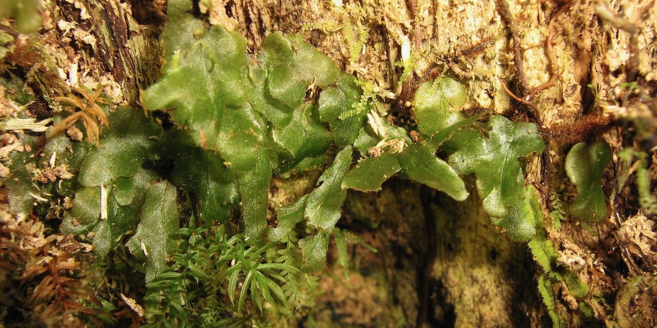 Didymoglossum angustifrons