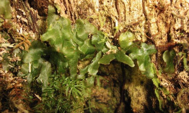 Didymoglossum angustifrons