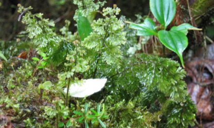 Hymenophyllum hirsutum