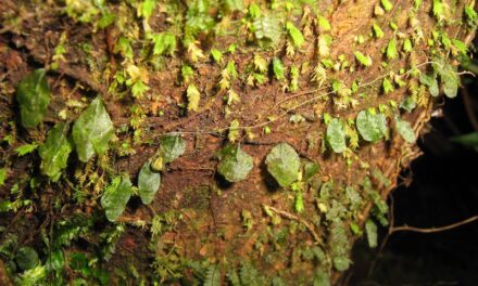 Didymoglossum kapplerianum