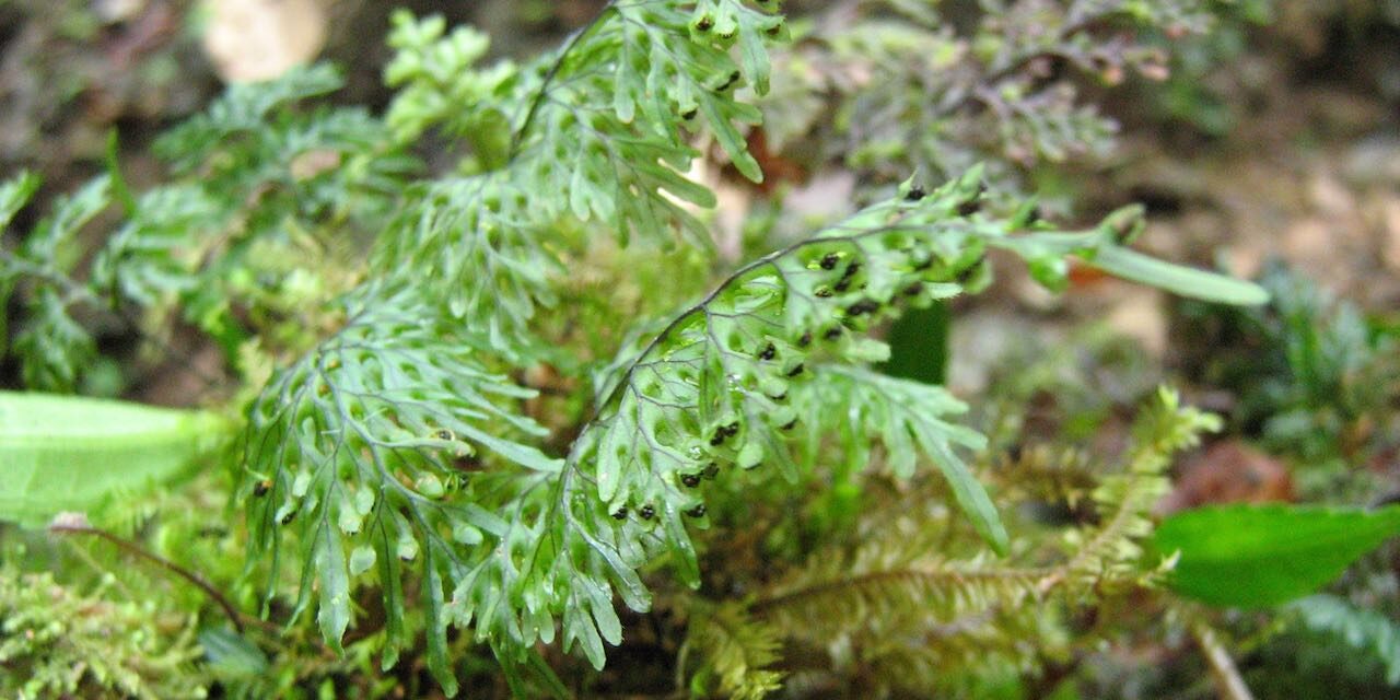 Hymenophyllum consanguineum