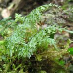 Hymenophyllum consanguineum