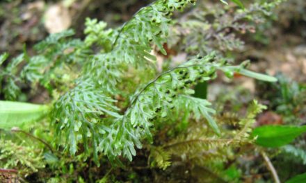 Hymenophyllum consanguineum