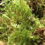 Hymenophyllum hirsutum