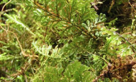 Hymenophyllum hirsutum