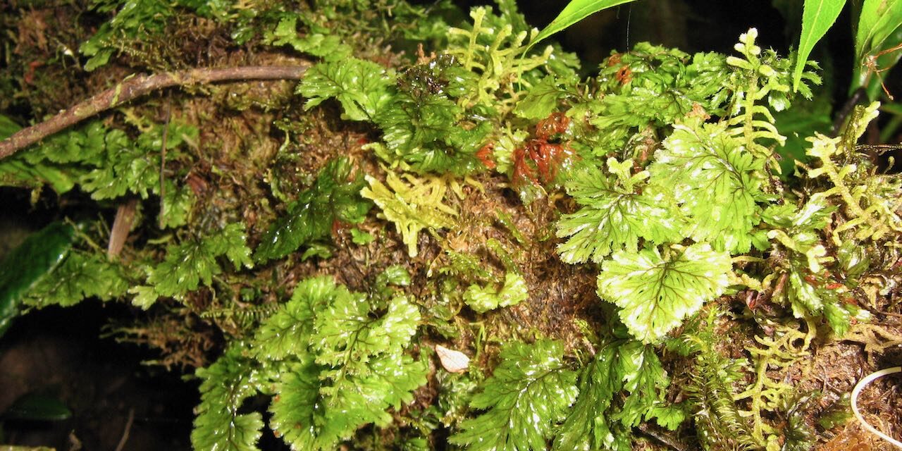 Hymenophyllum ectocarpon