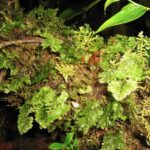 Hymenophyllum ectocarpon