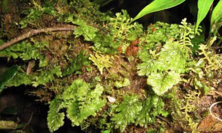 Hymenophyllum ectocarpon