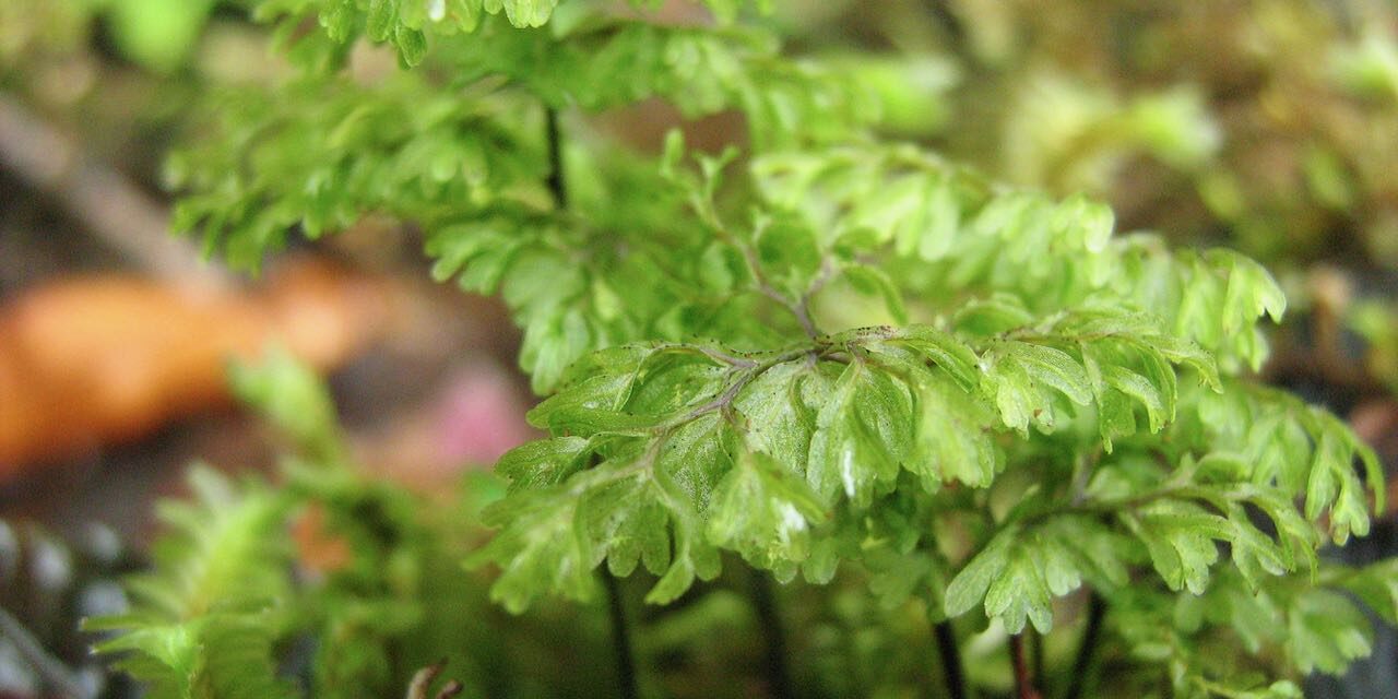 Hymenophyllum myriocarpum