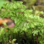 Hymenophyllum myriocarpum