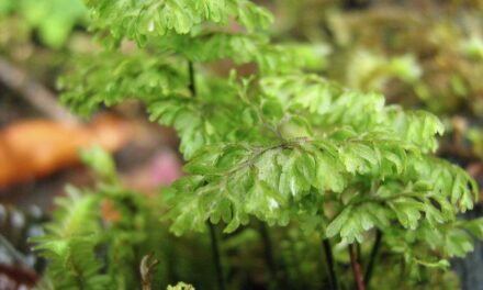 Hymenophyllum myriocarpum