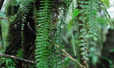 Terpsichore atroviridis