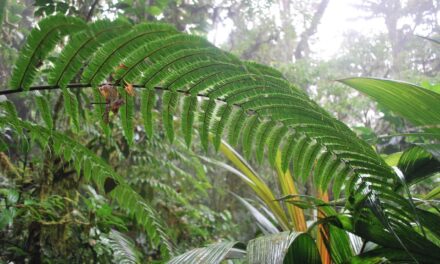 Steiropteris decussata var. decussata