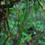 Lellingeria suspensa