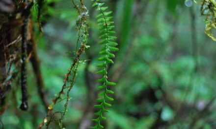 Lellingeria suspensa