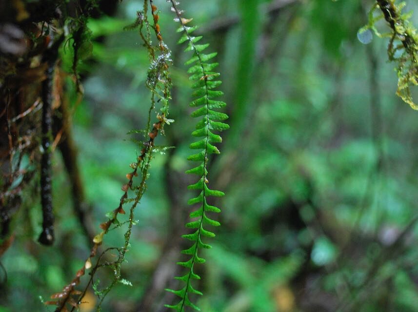 Lellingeria suspensa