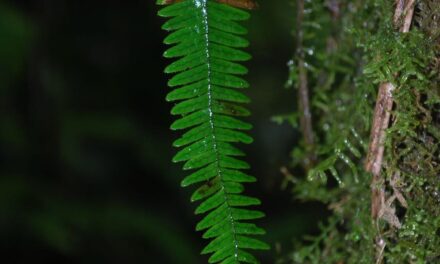 Mycopteris costaricensis