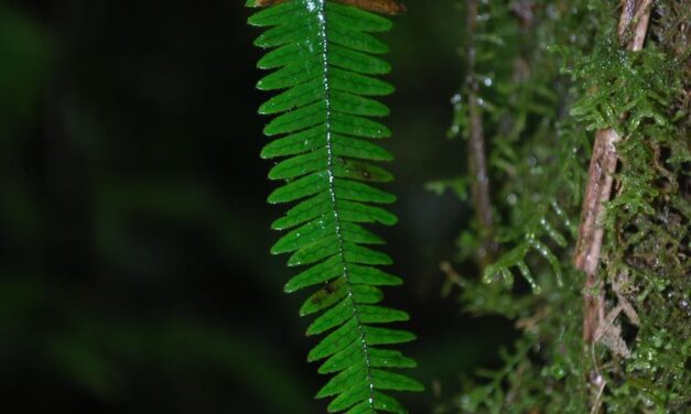 Mycopteris costaricensis