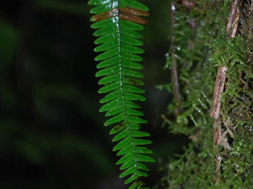 Mycopteris costaricensis