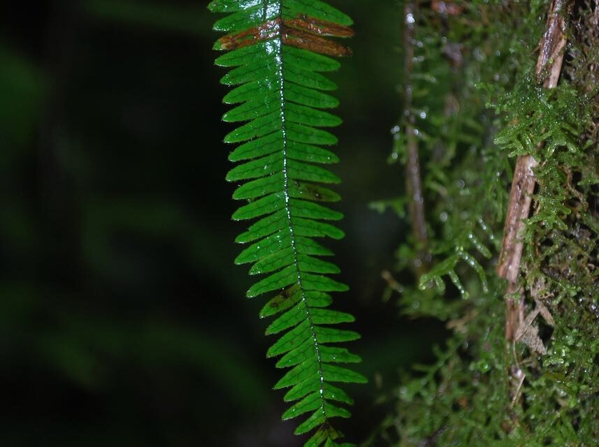 Mycopteris costaricensis