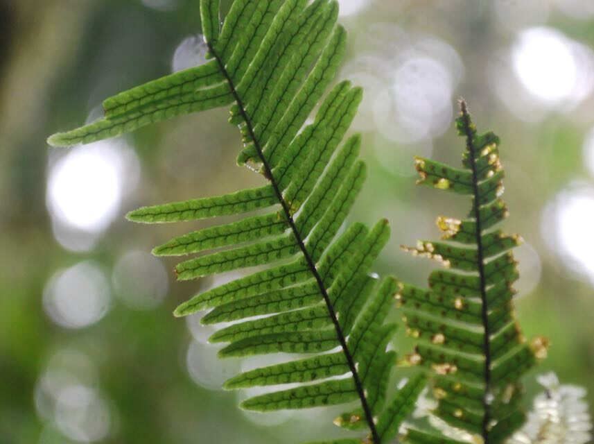 Mycopteris costaricensis