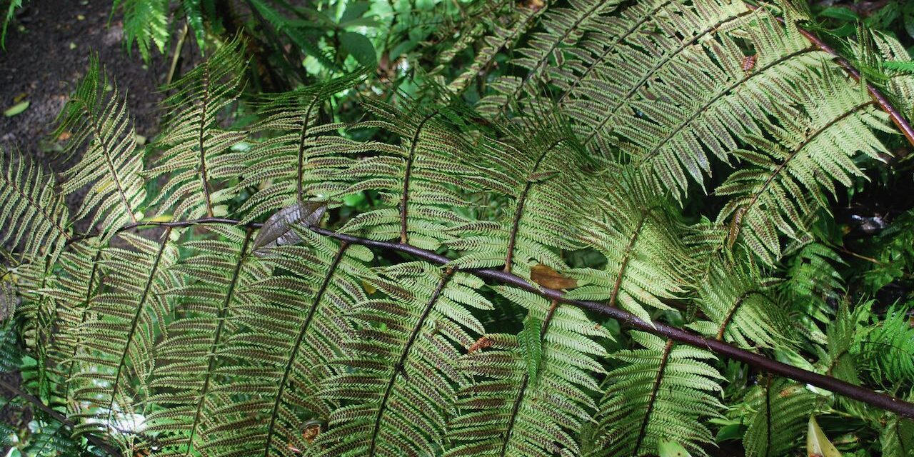 Alsophila erinacea var. erinacea