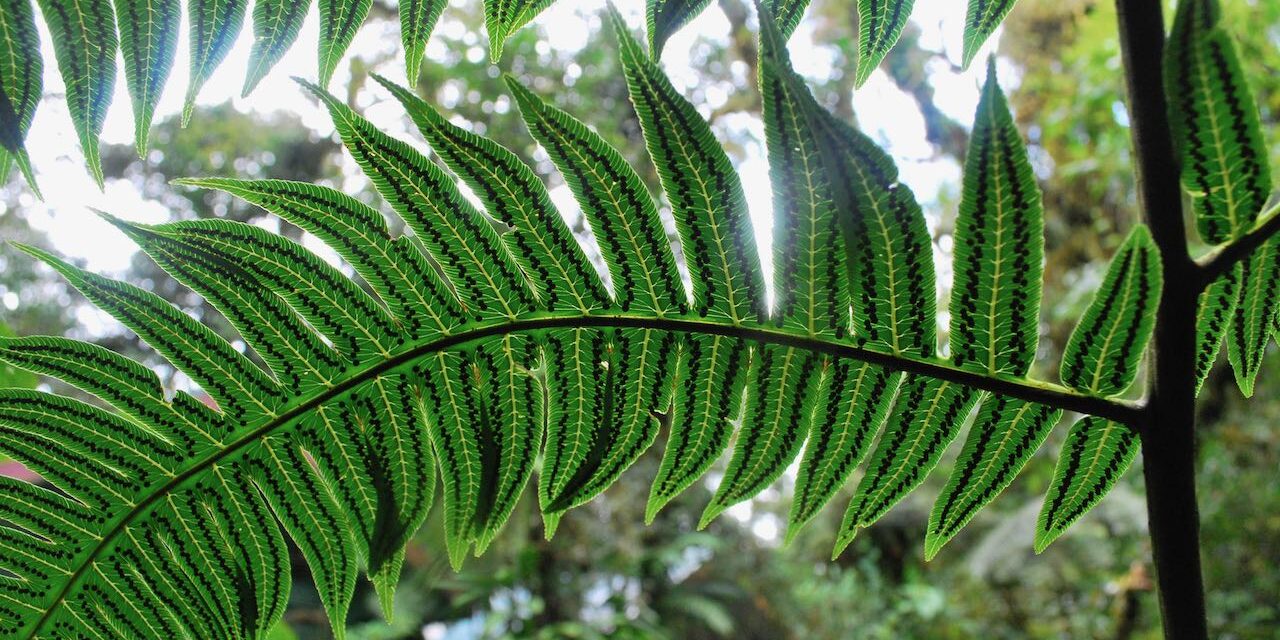 Cyathea mutica var. mutica