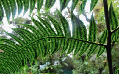 Cyathea mutica var. mutica