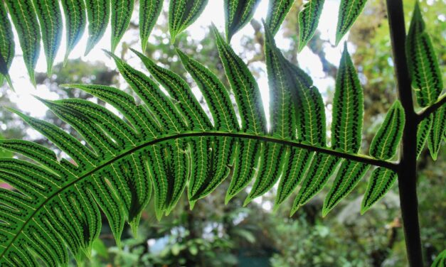 Cyathea mutica var. mutica