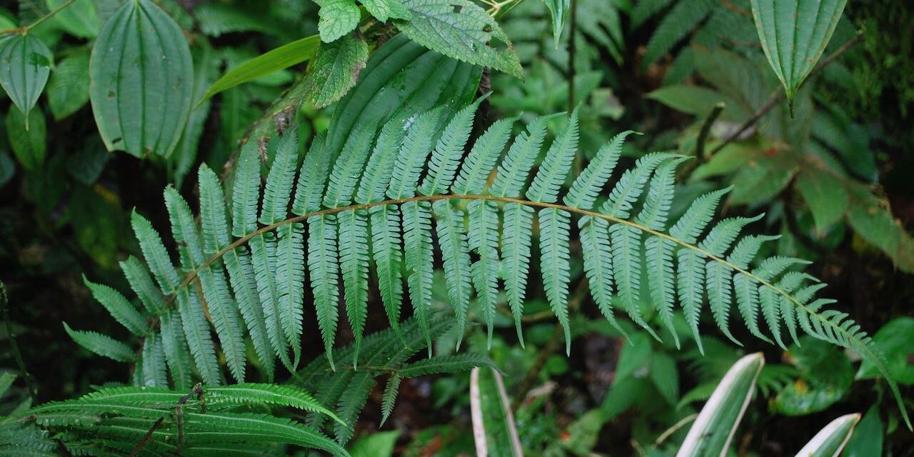 Amauropelta rudis