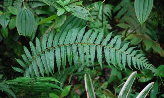 Amauropelta rudis