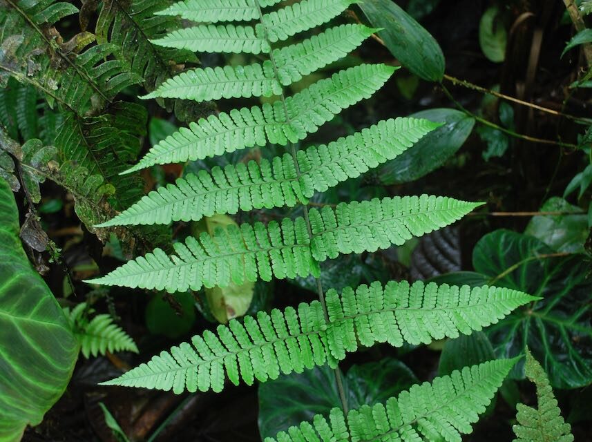 Megalastrum longipilosum